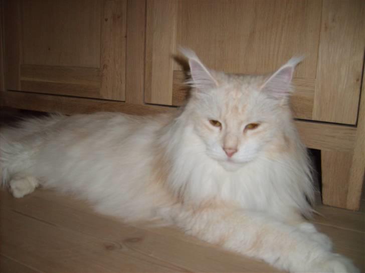 Maine Coon Nala " Prinsessen " - Nala elsker at se tv, især noget med dyr billede 4