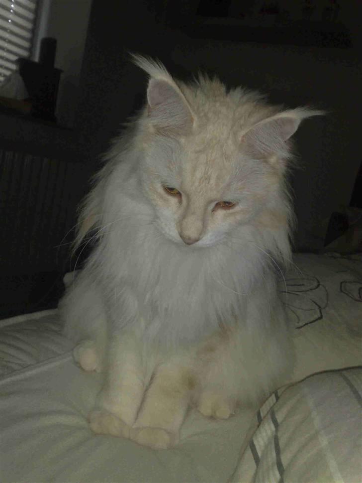 Maine Coon Nala " Prinsessen " billede 5