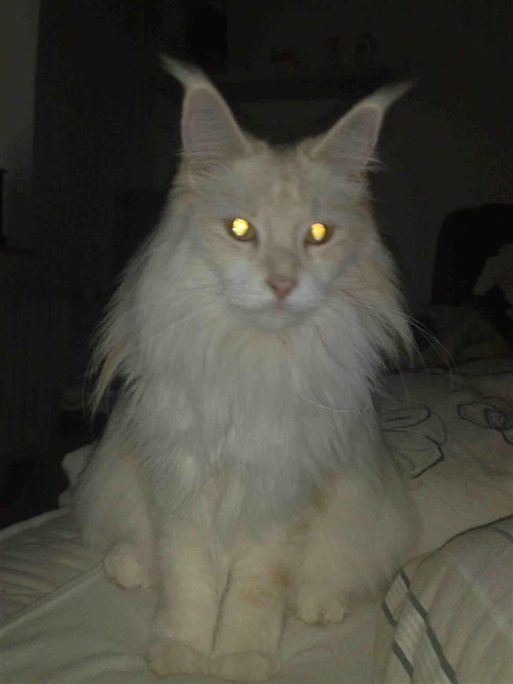 Maine Coon Nala " Prinsessen " billede 6