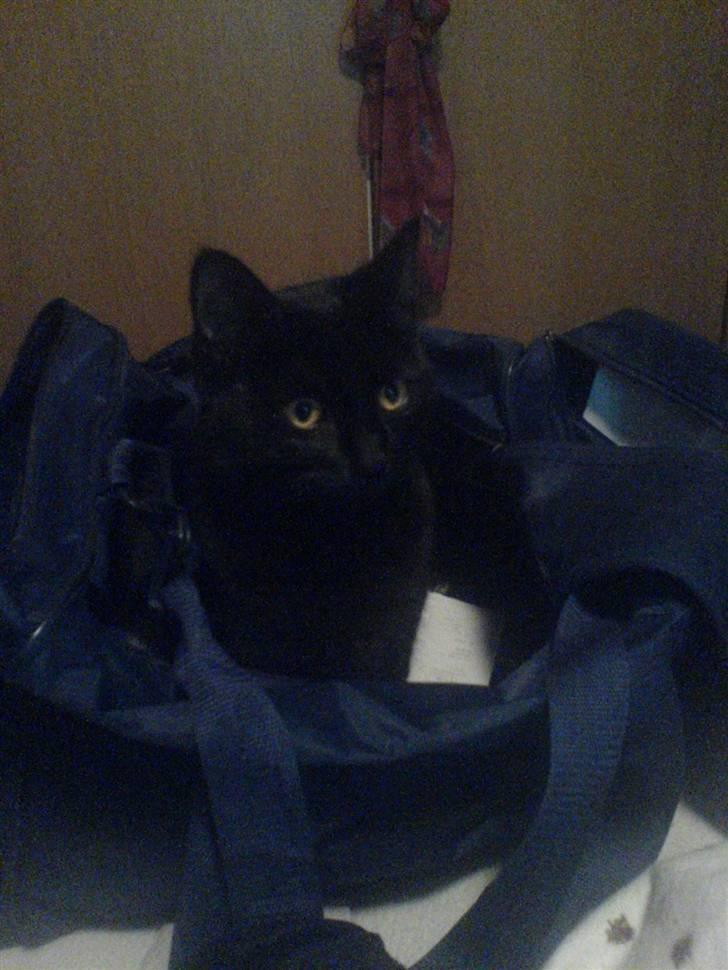 Huskat Muggie - den nyskerig kat skal undersøge alt billede 2