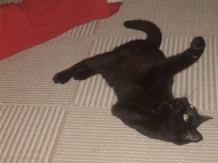 Huskat Muggie - legesyg kat billede 6