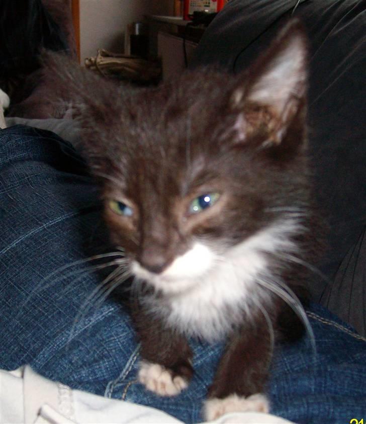 Huskat Gizmo R.I.P  billede 1