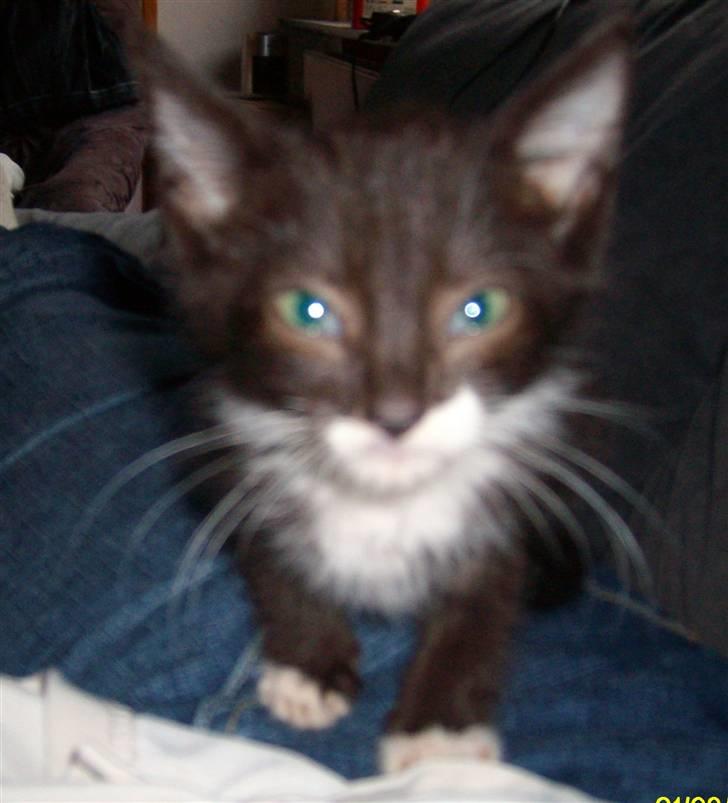 Huskat Gizmo R.I.P  billede 2