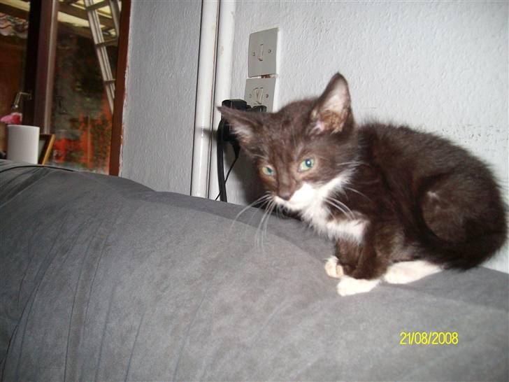 Huskat Gizmo R.I.P  billede 3