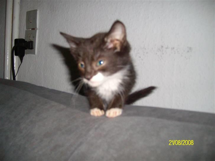 Huskat Gizmo R.I.P  billede 4