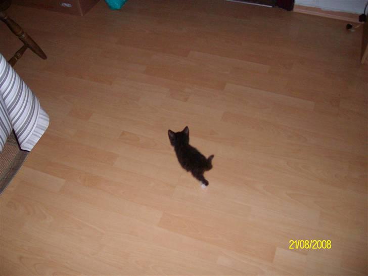 Huskat Gizmo R.I.P  billede 5