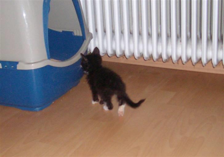 Huskat Gizmo R.I.P  billede 6