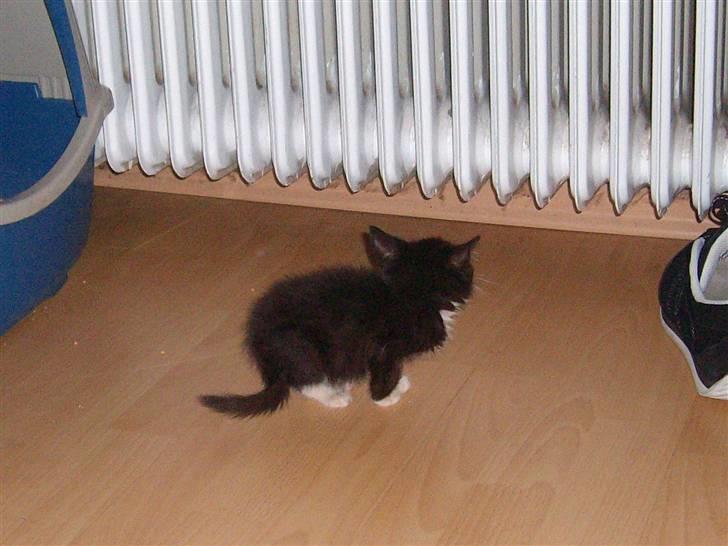 Huskat Gizmo R.I.P  billede 7