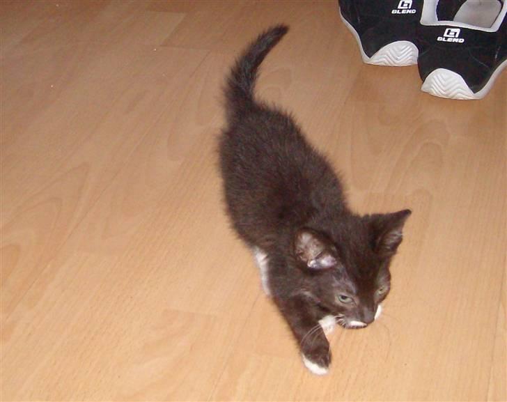 Huskat Gizmo R.I.P  billede 8