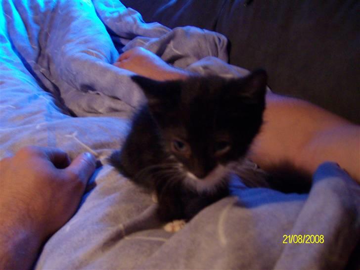 Huskat Gizmo R.I.P  billede 9