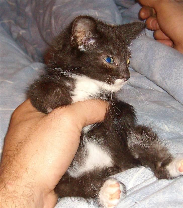 Huskat Gizmo R.I.P  billede 10