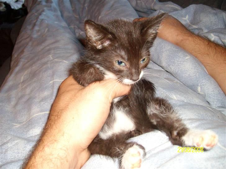 Huskat Gizmo R.I.P  billede 11