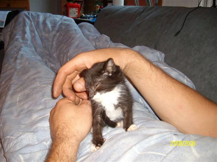 Huskat Gizmo R.I.P  billede 12