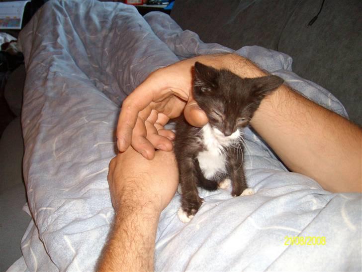 Huskat Gizmo R.I.P  billede 13