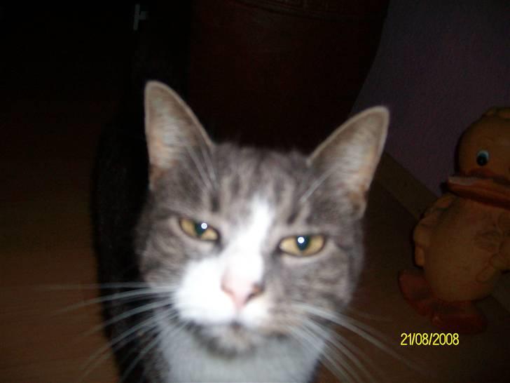 Huskat Snowie - Her er jeg ikke lige så køn, men rigtg nysgerrig billede 13