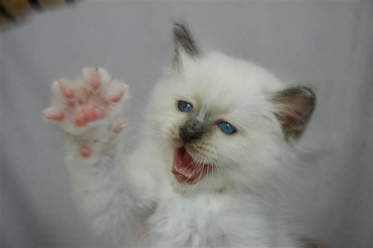 Hellig Birma NineBells Manse billede 1