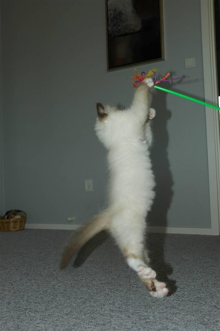 Hellig Birma NineBells Manse billede 2