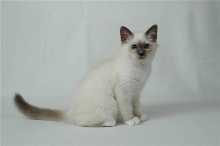 Hellig Birma NineBells Manse billede 3