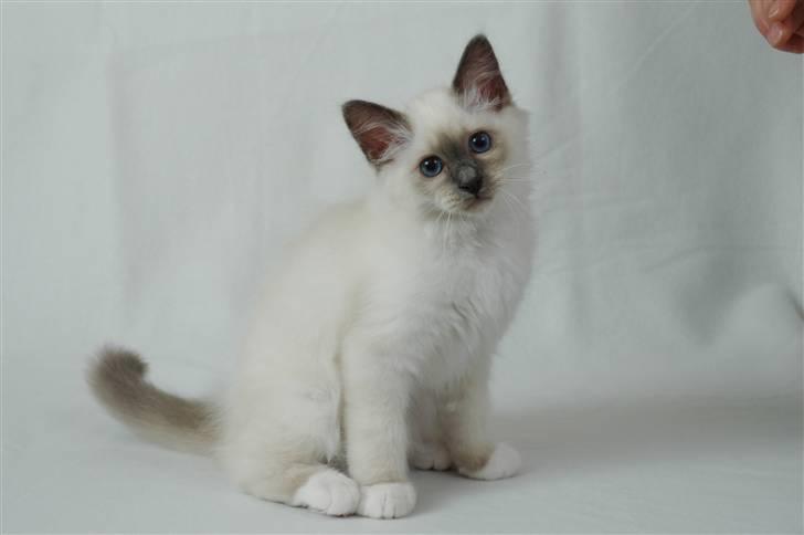 Hellig Birma NineBells Manse billede 4