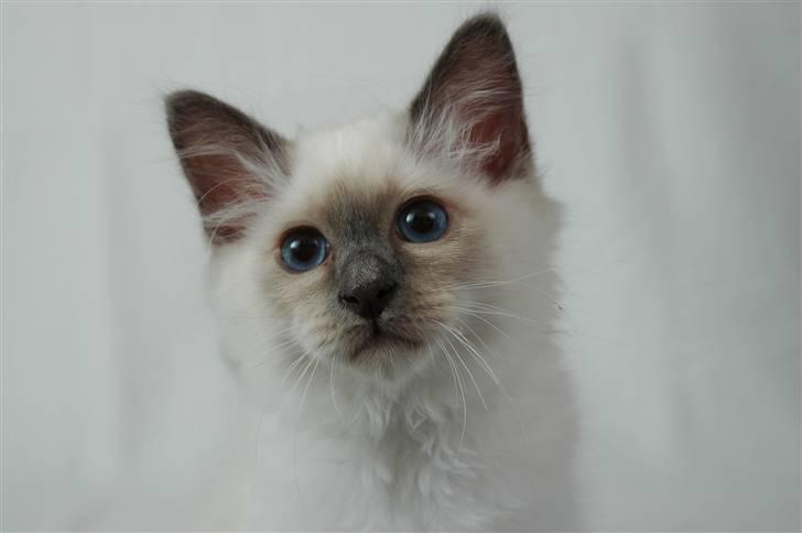 Hellig Birma NineBells Manse billede 5