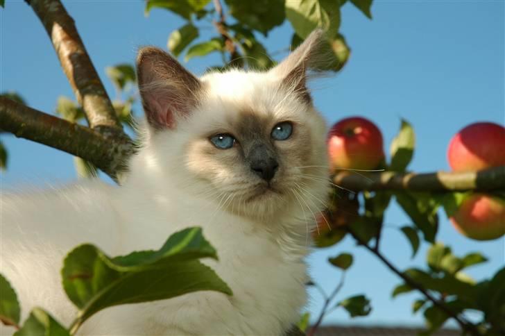 Hellig Birma NineBells Manse billede 6