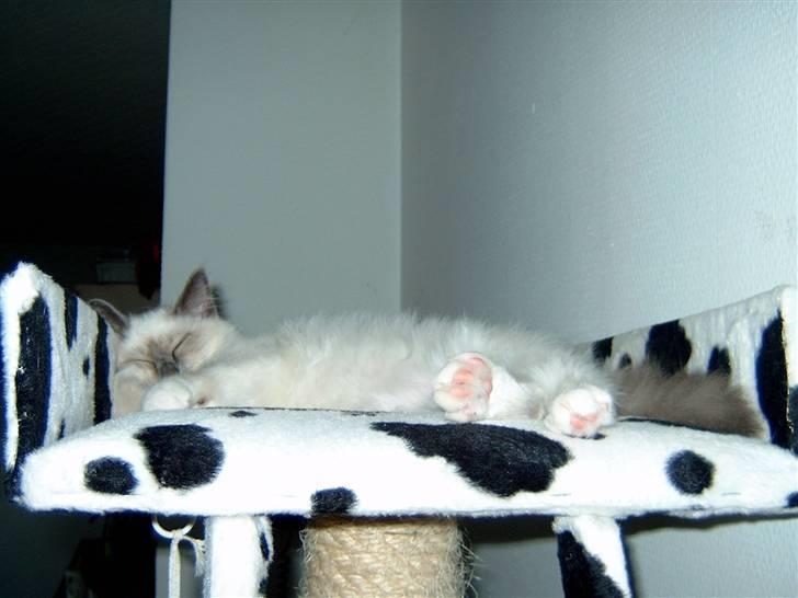 Hellig Birma NineBells Manse billede 7