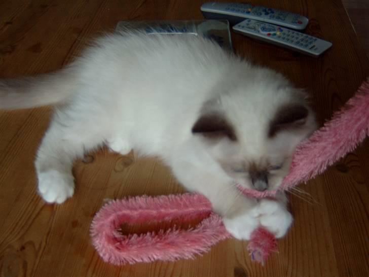 Hellig Birma NineBells Manse billede 9