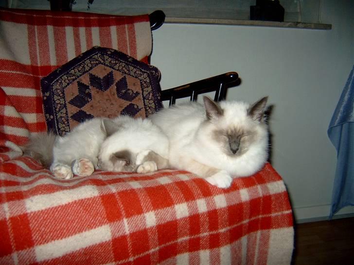 Hellig Birma NineBells Manse billede 10