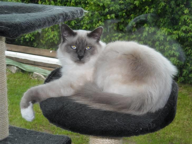 Hellig Birma NineBells Manse billede 11