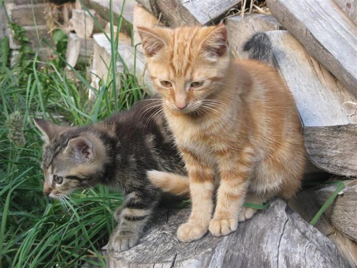 Huskat Luske-Peter **BORTGIVET** - Han er bagerst :P billede 6