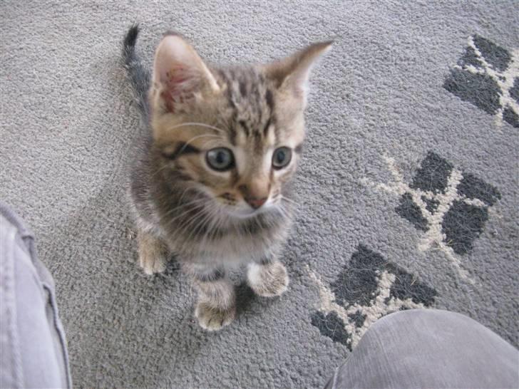 Huskat Luske-Peter **BORTGIVET** billede 9