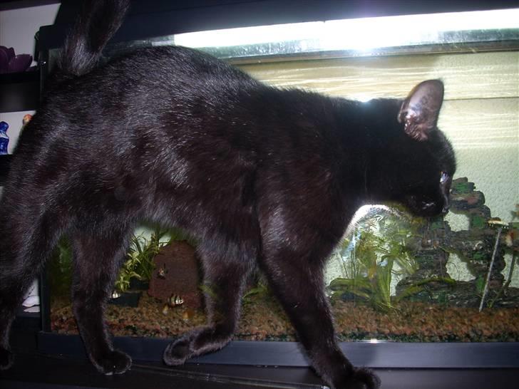Huskat Muggie - fiske jagt.....;o) billede 12