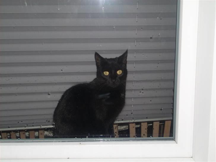 Huskat Muggie - kigger trist ud på regnvejret...... savner sol så hun kan jage billede 14