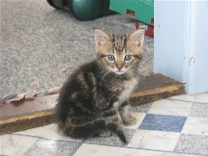 Huskat Luske-Peter **BORTGIVET** billede 10