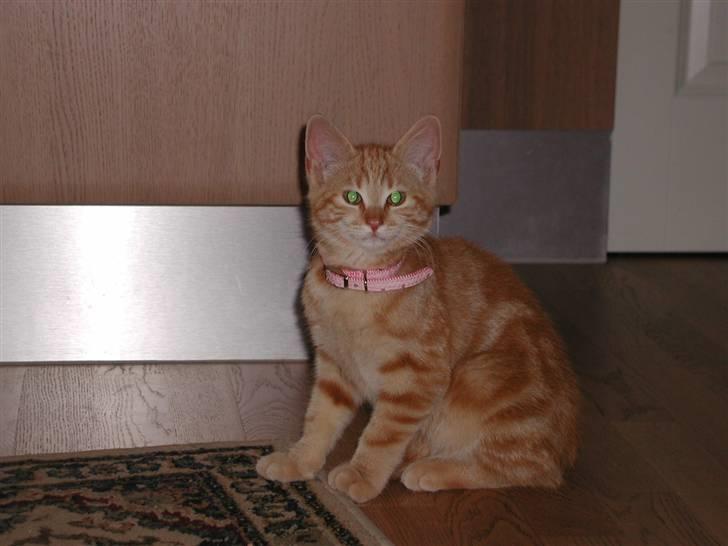 Blanding af racer Tjalfe - Hej Jeg hedder Tjalfe skal je bo her billede 1