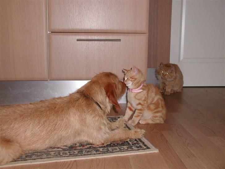 Blanding af racer Tjalfe - Flink hund - jeg tror jeg skal holde mig til hende - her er nemlig også en løve billede 2