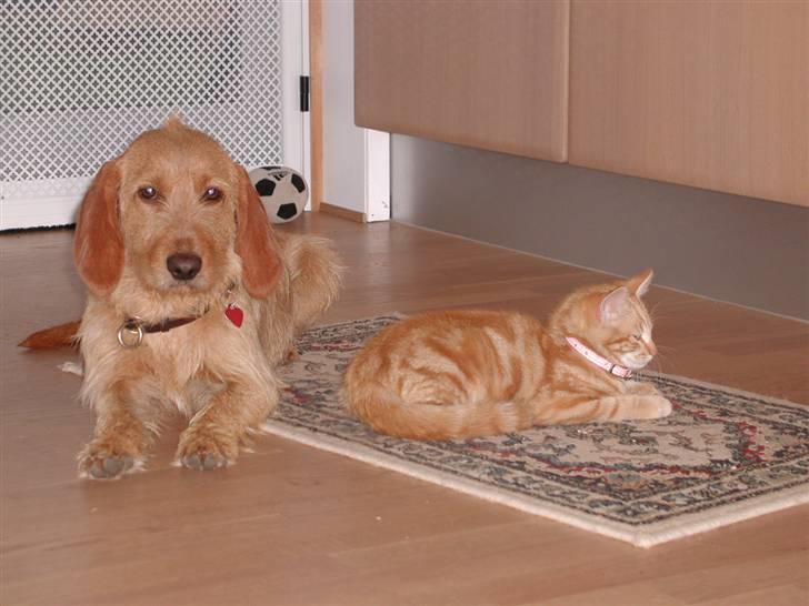 Blanding af racer Tjalfe - Man blir lidt træt af at flytte billede 4