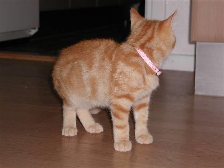 Blanding af racer Tjalfe - Hov nu kommer min nye mor med maden billede 5