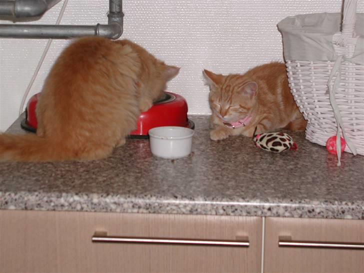 Blanding af racer Tjalfe - øv jeg må nok lade Røskva spise først så hun ikke bliver sur billede 6