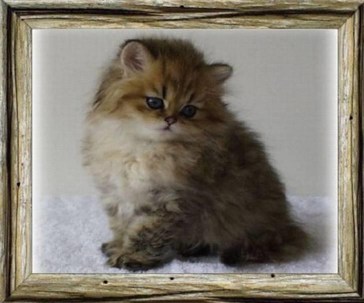 Perser Ophelia billede 1