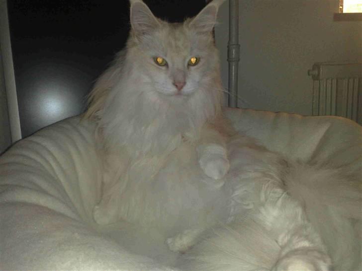 Maine Coon Nala " Prinsessen " - Godmorgen billede billede 7