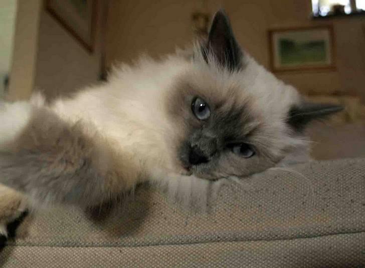 Hellig Birma Khin-Mya's Saroya billede 7