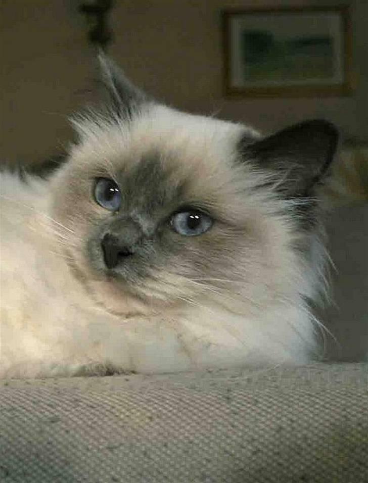 Hellig Birma Khin-Mya's Saroya billede 8