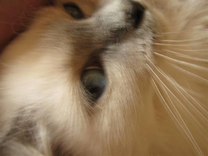 Hellig Birma Khin-Mya's Saroya billede 9