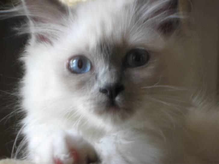 Hellig Birma Khin-Mya's Saroya billede 10