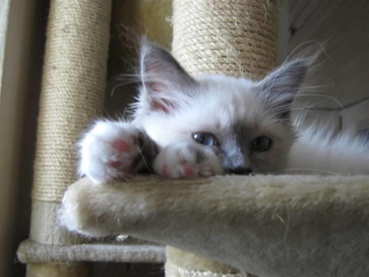 Hellig Birma Khin-Mya's Saroya billede 11