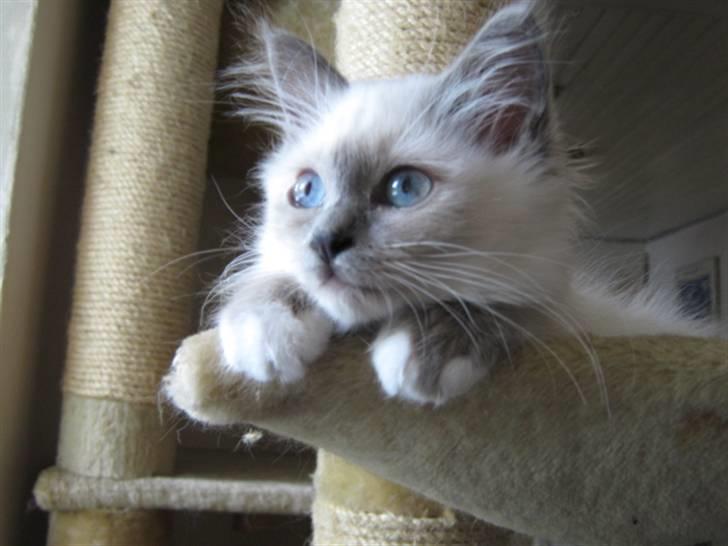 Hellig Birma Khin-Mya's Saroya billede 12