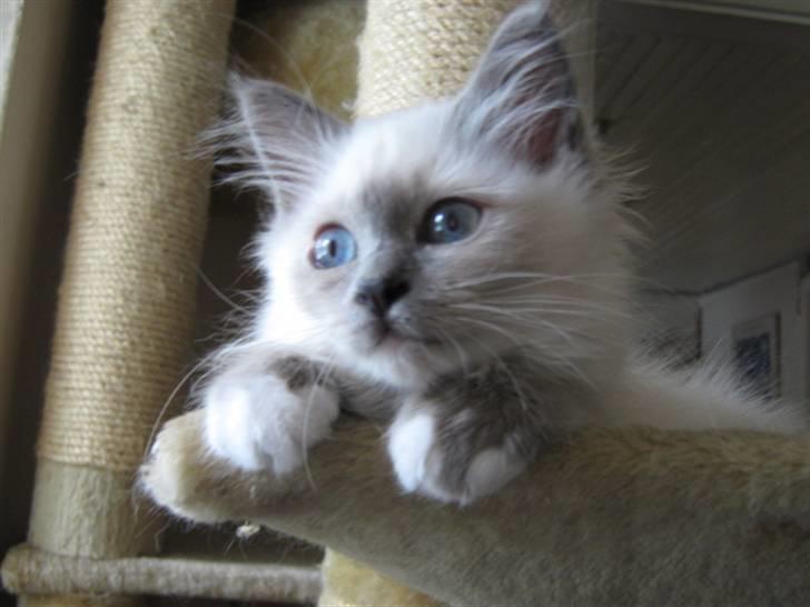 Hellig Birma Khin-Mya's Saroya billede 13