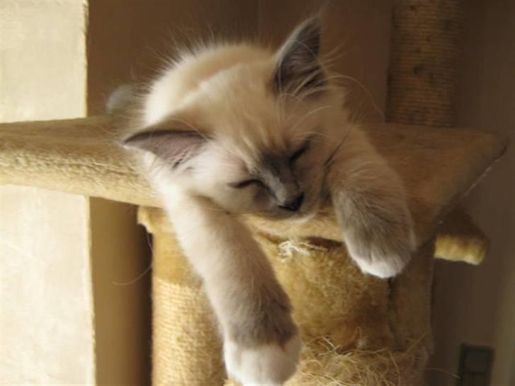 Hellig Birma Khin-Mya's Saroya billede 14