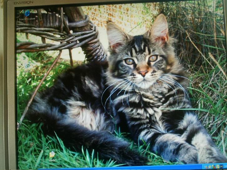 Maine Coon Wicca Shaicoona Prada billede 1